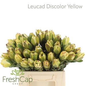 Leucad Discolor Yellow