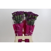 Dianthus St Cobalt Thrill