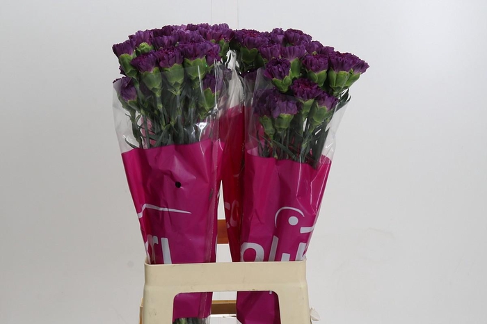 <h4>Dianthus St Cobalt Thrill</h4>