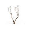 Syringa Branch Super Oosterhuis
