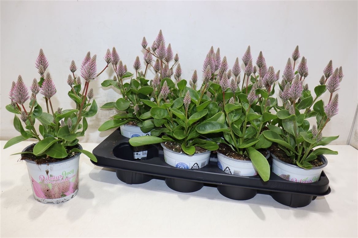 <h4>Ptilotus Ex Joey</h4>
