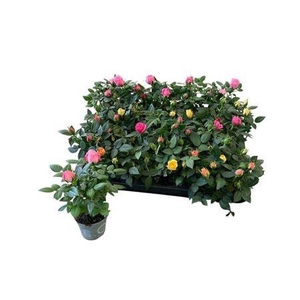 Ro Kordana Gem 4 Srt