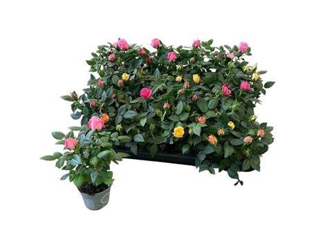 <h4>Ro Kordana Gem 4 Srt</h4>