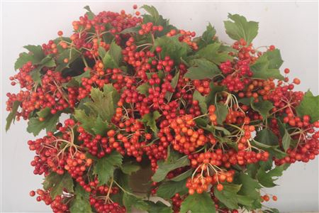 <h4>Viburnum Op Compactum 3+</h4>