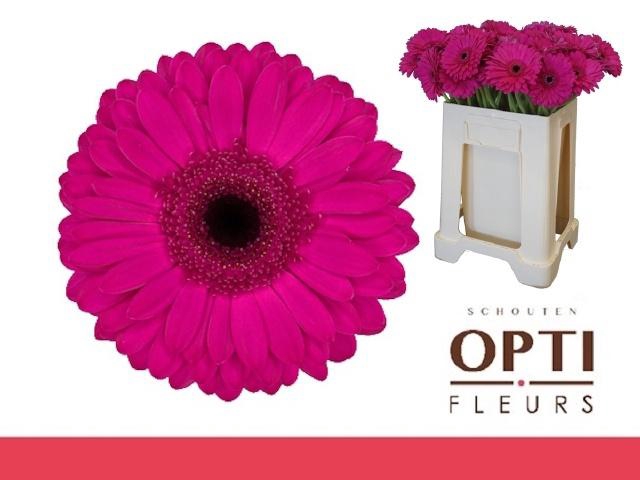 <h4>GE GR BON DIA</h4>