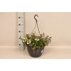 Hangpotten 27 waterreservoir Mix 11 Scaevola Trio