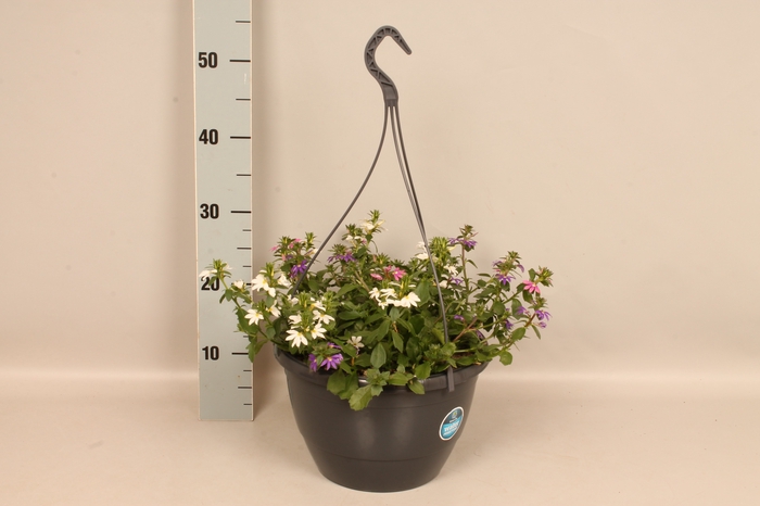 <h4>Hangpotten 27 waterreservoir Scaevola Trio</h4>