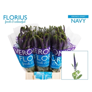 Veron Smart Navy