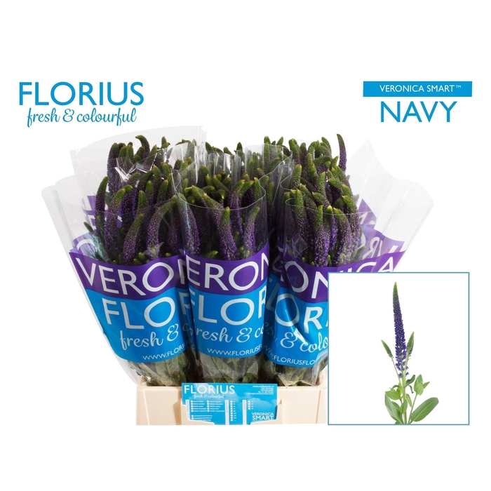 <h4>Veron Smart Navy</h4>