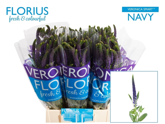 <h4>Veron Smart Navy</h4>