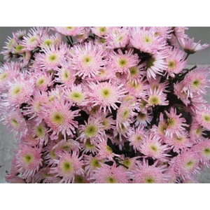 Chr S Maradona Sweet Rose