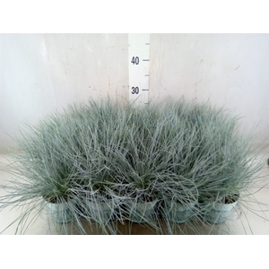 Festuca glauca 'Compacta Blue'