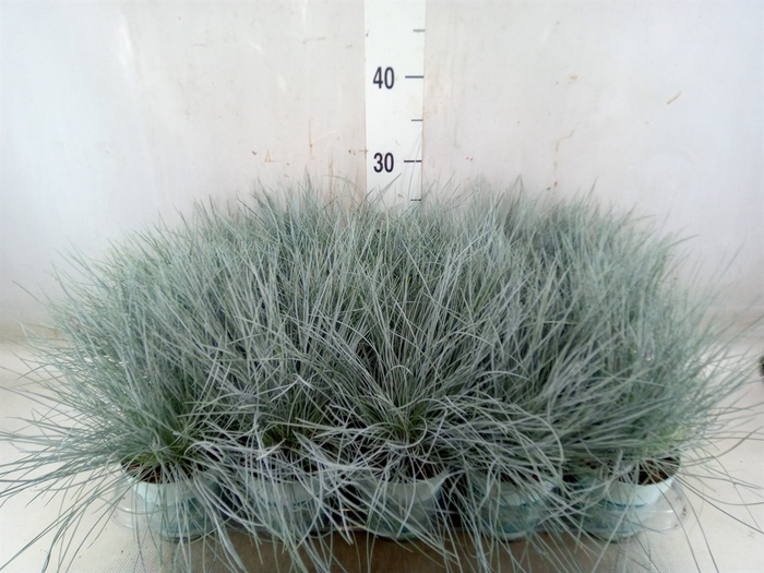 <h4>Festuca glauca 'Compacta Blue'</h4>