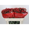 Hypericum True Romance