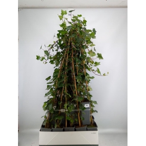 Hedera hibernica
