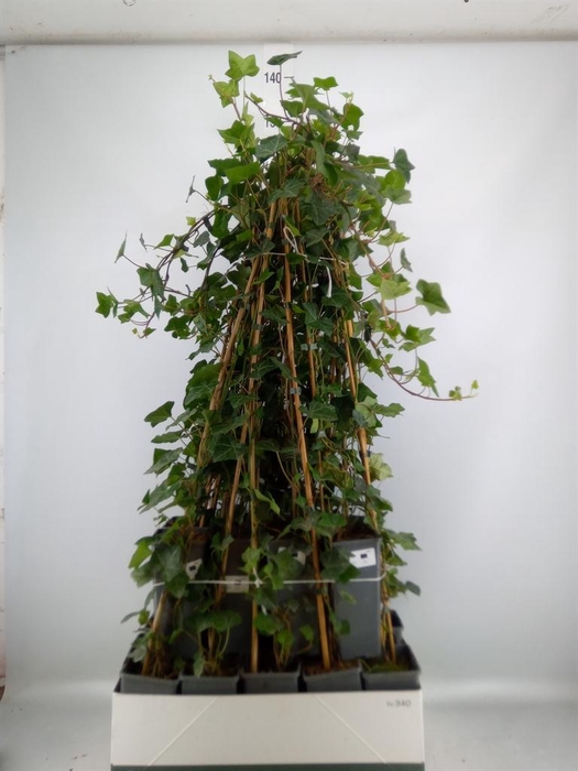 <h4>Hedera hibernica</h4>