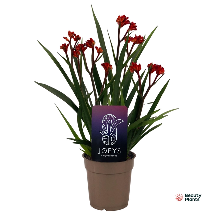 <h4>Anigozanthos   ...</h4>