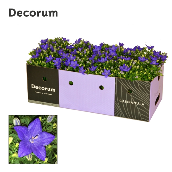 <h4>Campanula iso. Napoli Decorum Decobox</h4>