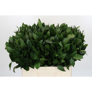 RUSCUS HYPOPHYLLUM