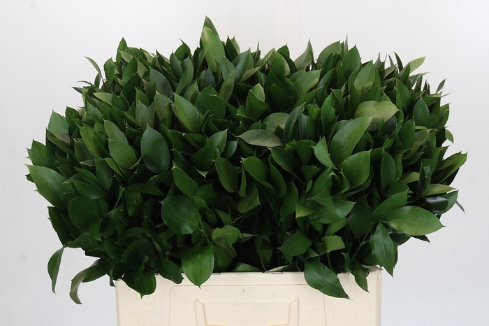 <h4>RUSCUS HYPOPHYLLUM</h4>