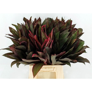 Cordyline Frut Royal Red 52cm