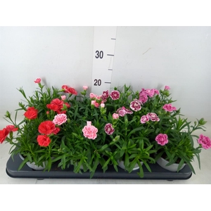 Dianthus  'Oscar'   ...mix