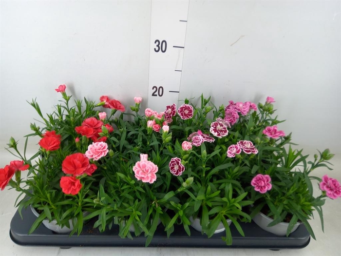 <h4>Dianthus  'Oscar'   ...mix</h4>