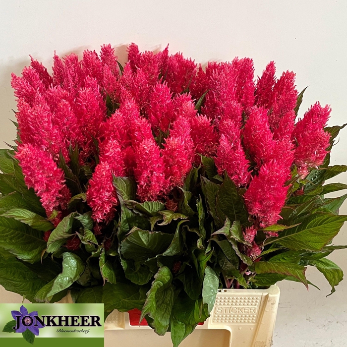 <h4>Cel P Royal Pink</h4>