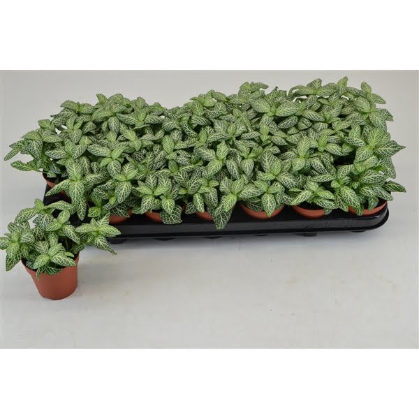 <h4>FITTONIA SNOW ANGEL 8,5 CM</h4>