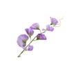 Lathyrus Lilac