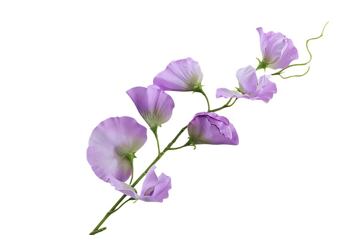 Lathyrus Lilac