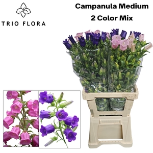 CAMP MEDIUM 2 COLOR MIX 996