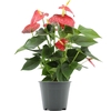Anthurium Esudo in transparant sleeve