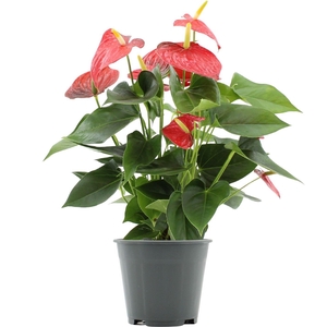 Anthurium Esudo in transparant sleeve