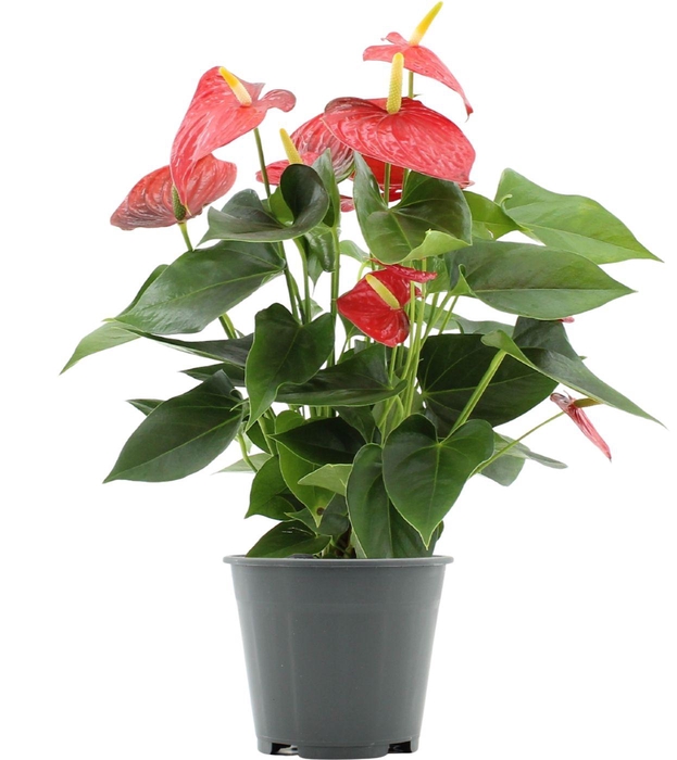Anthurium Esudo in transparant sleeve