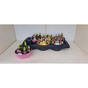 Bolbloemen Gem In Schaal