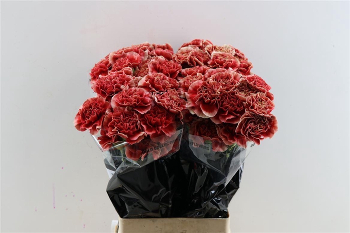 <h4>Di St Fabulous</h4>