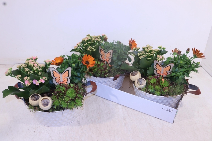 <h4>ARR TUINPLANTEN</h4>