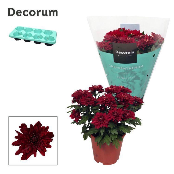 <h4>Chrysanne® Grandezza Red</h4>