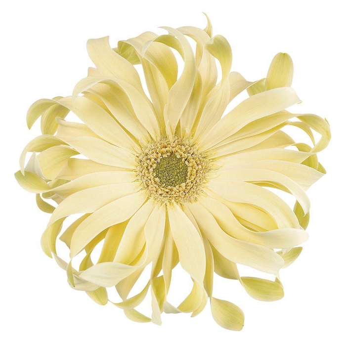 <h4>Gerbera Pasta Carbonara Water</h4>