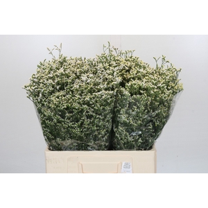 Limonium China White