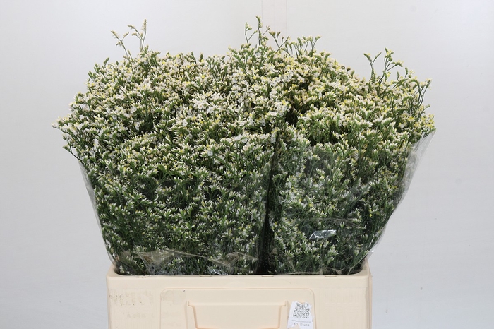 Limonium China White