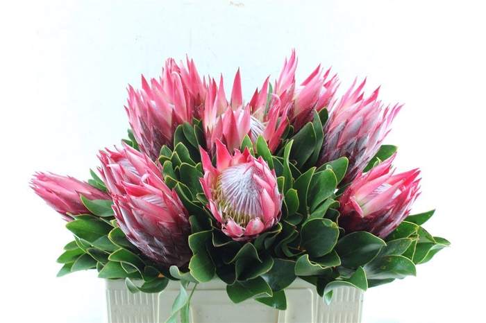 <h4>Protea Cy Madiba</h4>