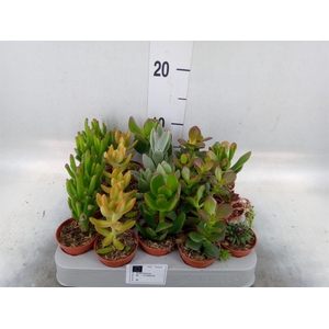 Crassula   ...mix