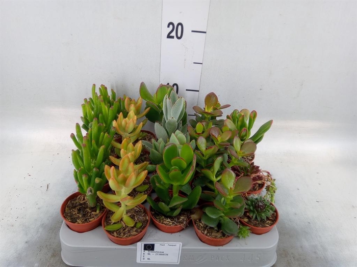 <h4>Crassula   ...mix</h4>