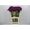 Allium Purple Rain