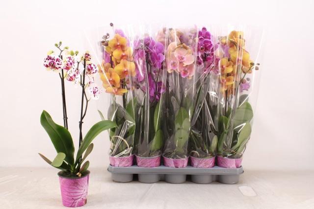 <h4>Phal Gem 5 Kl</h4>