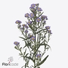 Aster teeny tiny blue