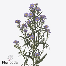 Aster teeny tiny blue