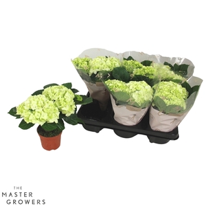 Hydrangea macr. Wit 10cm 2kop